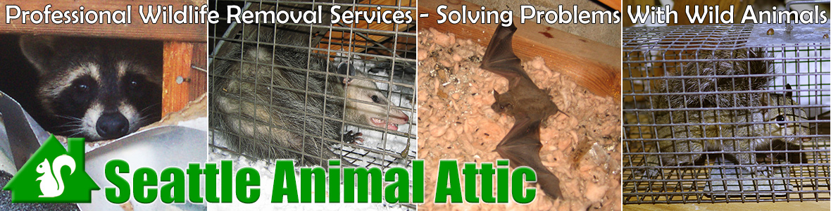 Kirkland Animal Attic